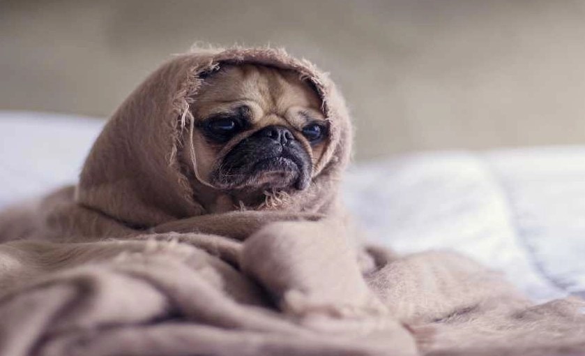 犬細小病毒治療