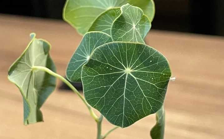 圓葉山烏龜葉子變黃