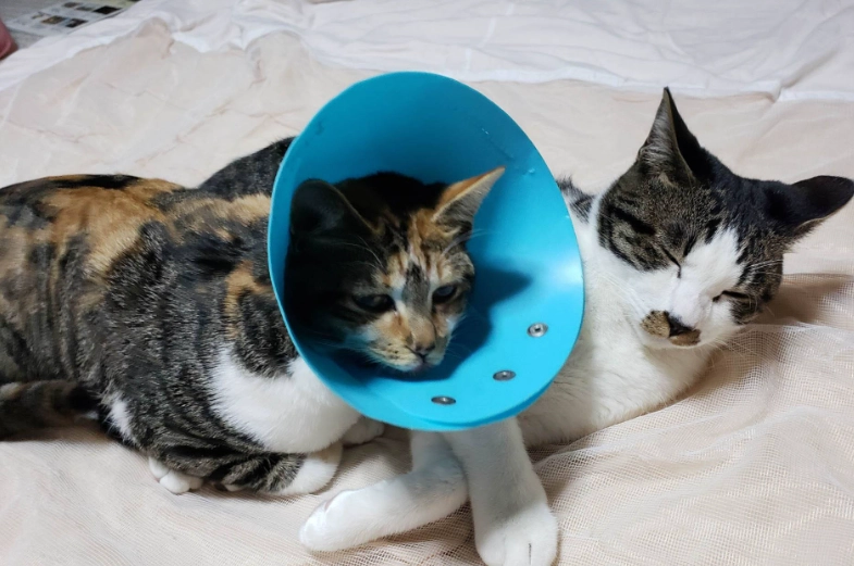 貓結紮頭套戴多久