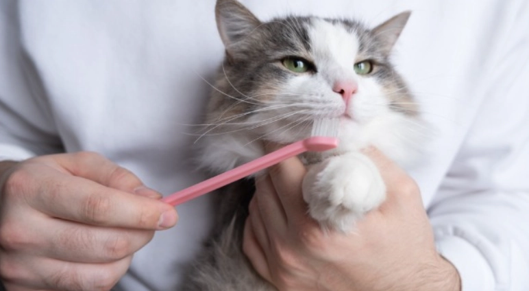 貓刷牙步驟