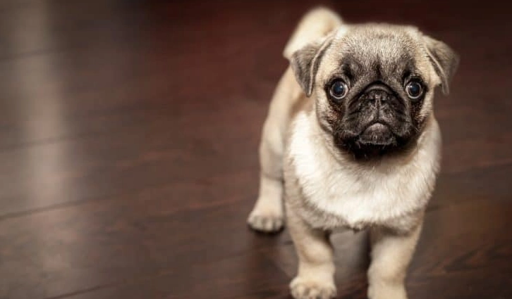 巴哥犬吠叫原因