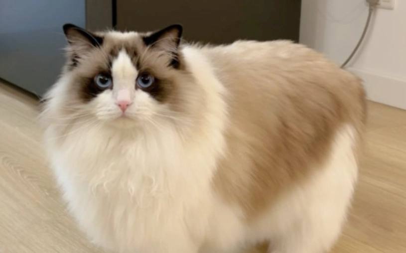 布偶貓環境溫度