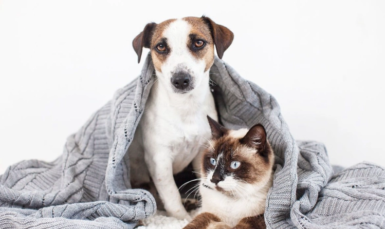 貓瘟與狗細小病毒