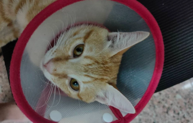 母貓結紮頭套時間