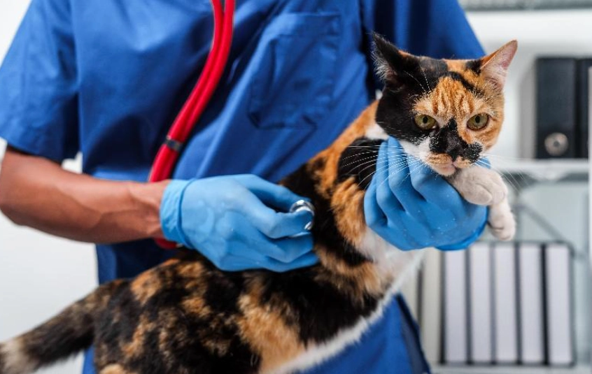 貓結紮恢復時間