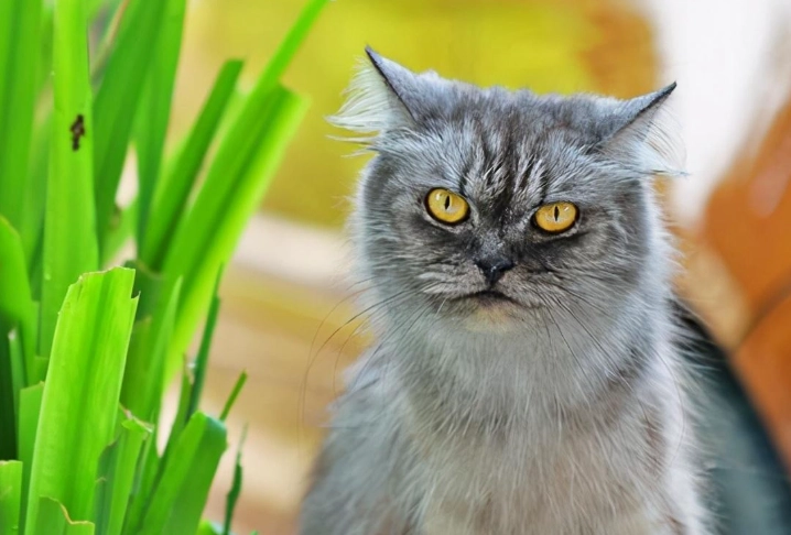 毛球症治療方法