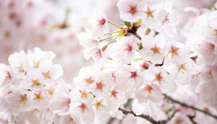櫻花花期