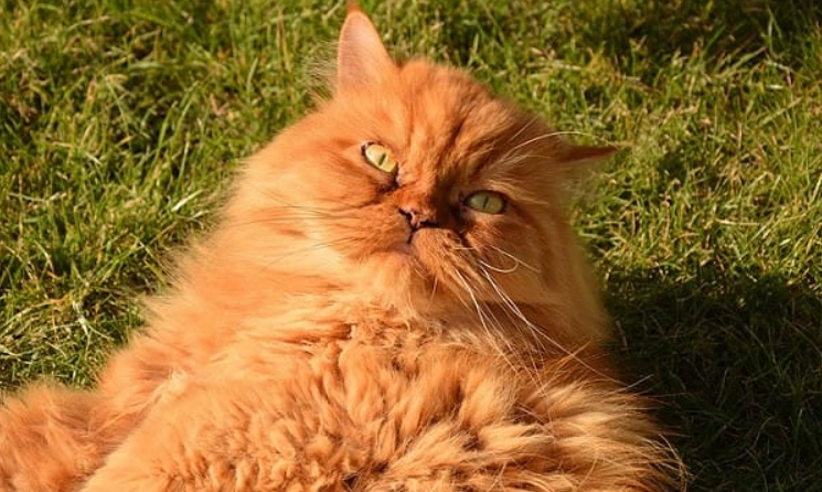 波斯猫饲养国家