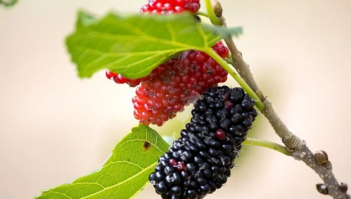 桑椹一天吃多少