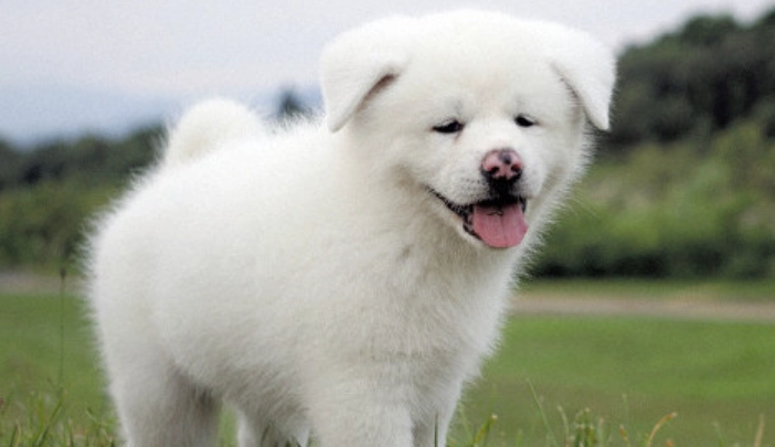 秋田犬飼養方法