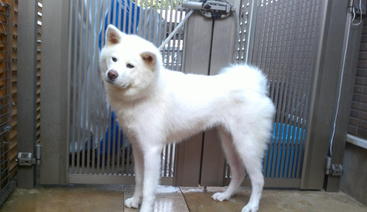 白色秋田犬特徵