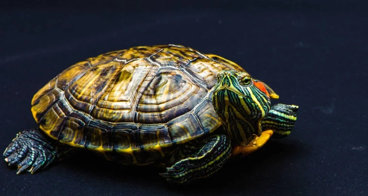 養烏龜注意事項