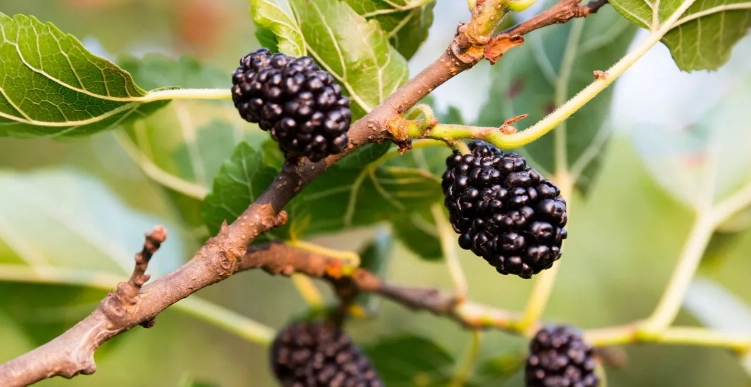 桑椹乾製作方法