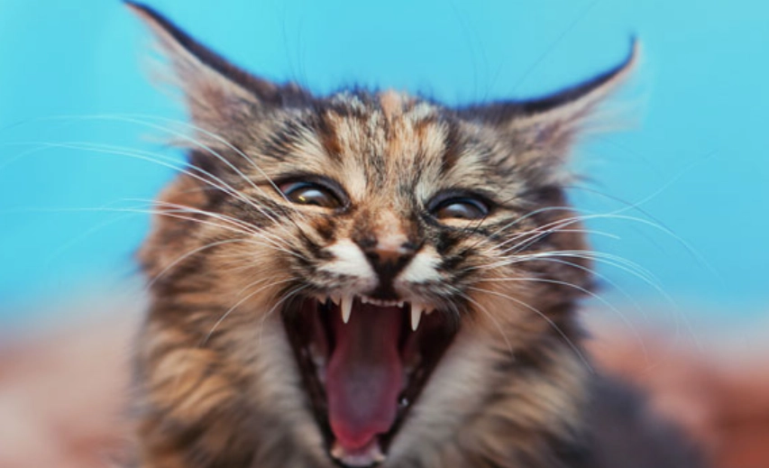 貓生氣叫聲