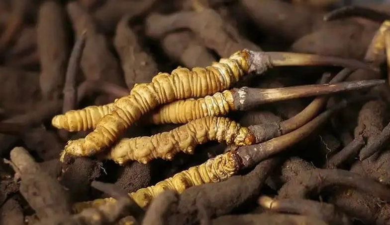 冬蟲夏草兒童食用