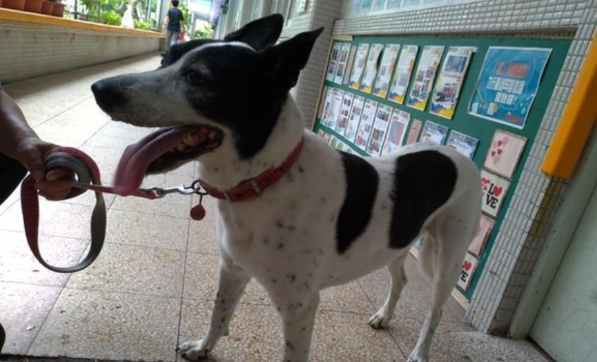 狗走失緊急處理