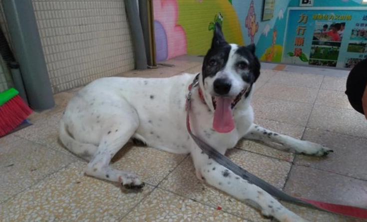 走失狗協尋方法