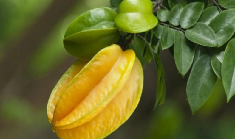 高血壓 飲食 楊桃