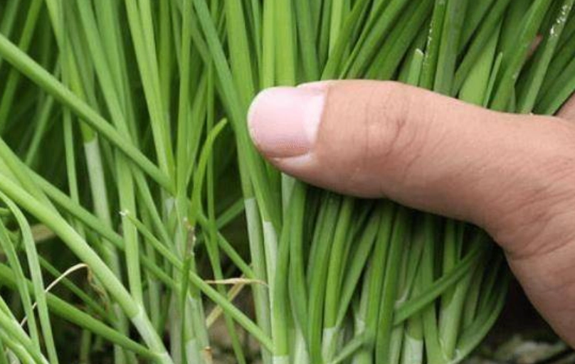 韭菜對男性健康