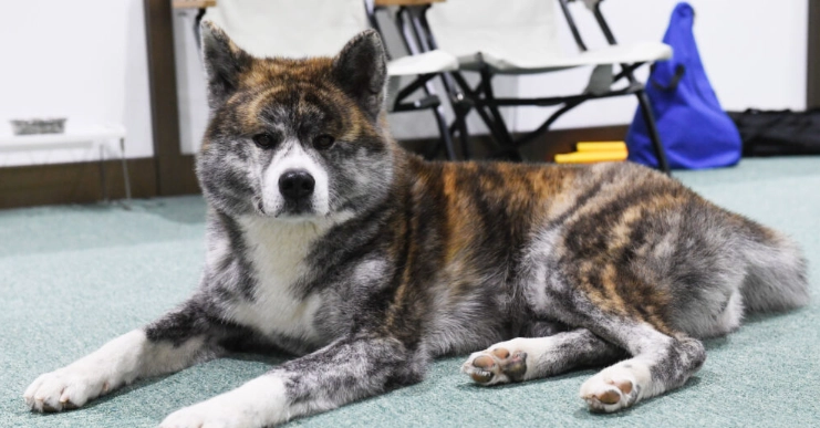 秋田犬毛色種類