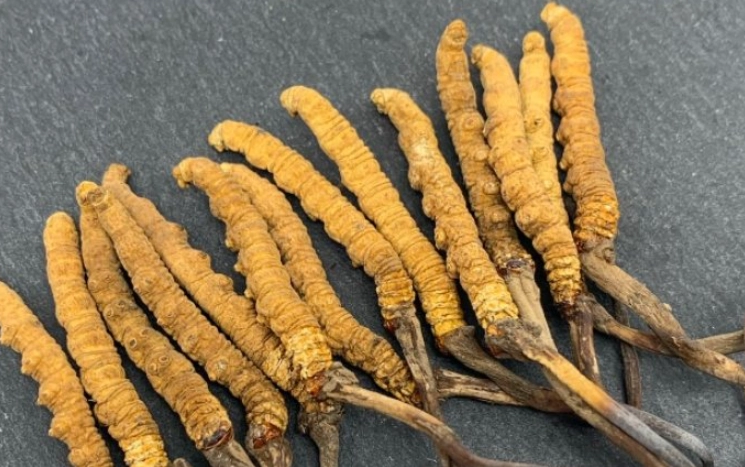 小朋友吃冬蟲夏草安全