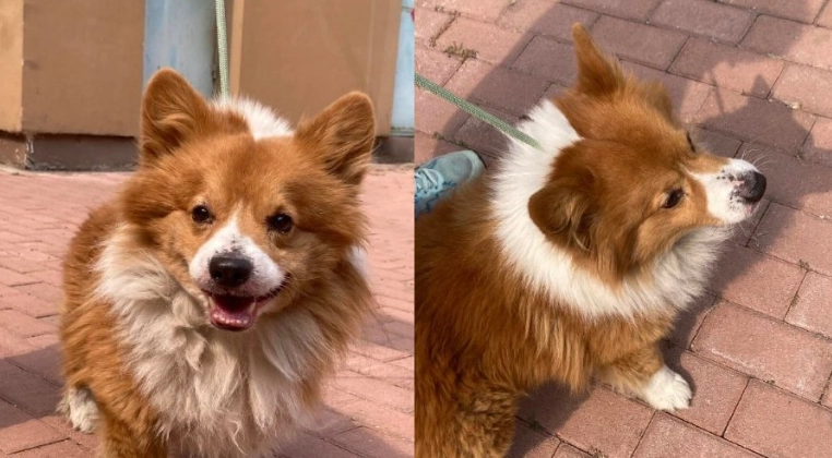 狗走失緊急處理