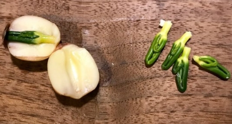 有芯蓮子與無芯差別