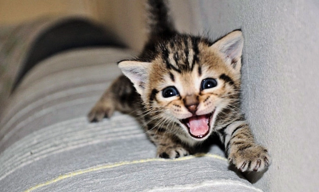 寵物營養離胺酸