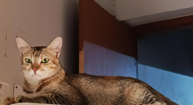 貓尾巴行為意思