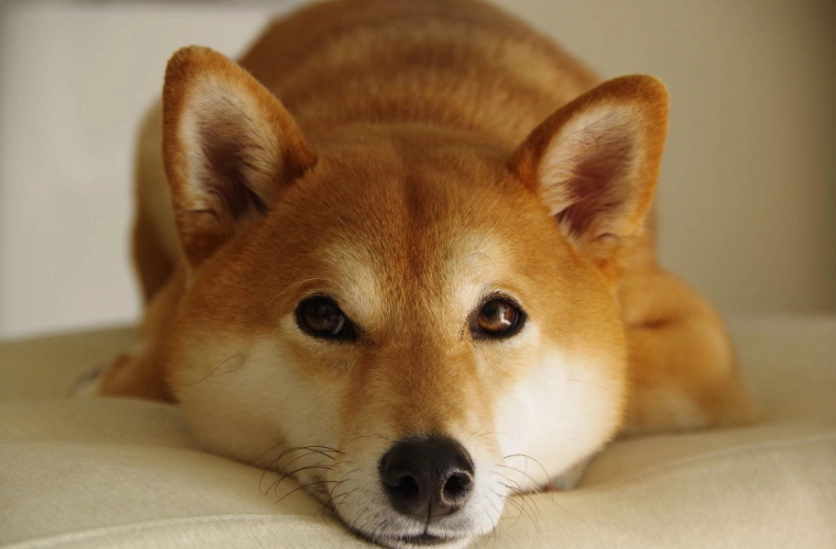 柴犬年齡對照表