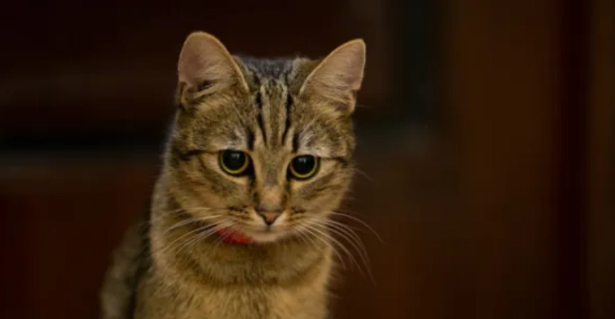 貓叫聲吸引貓咪