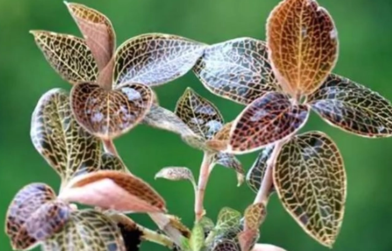 金線蓮養生功效