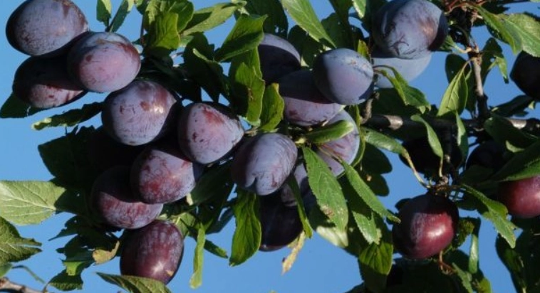 黑棗食用注意事項