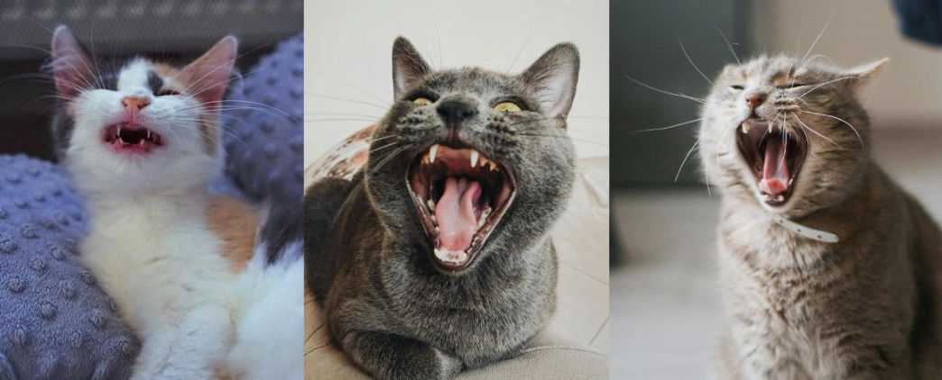 貓叫聲吸引貓咪