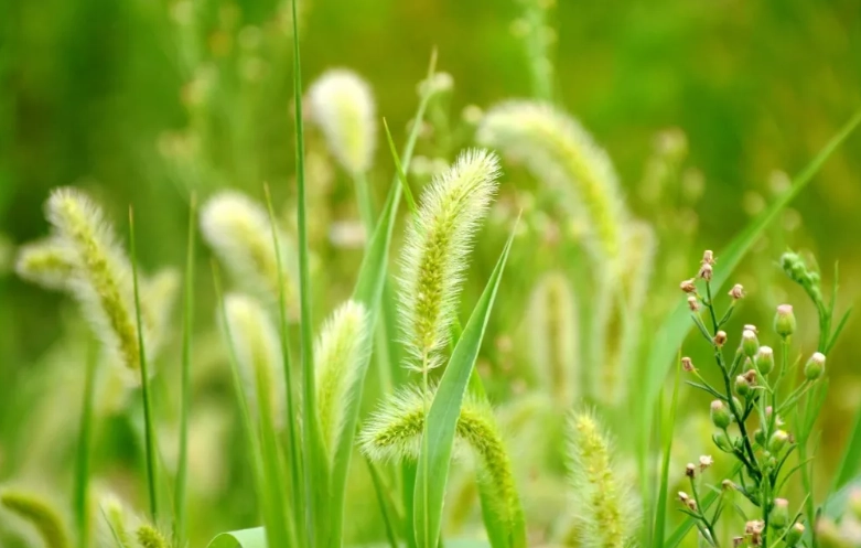 台灣九尾草用途