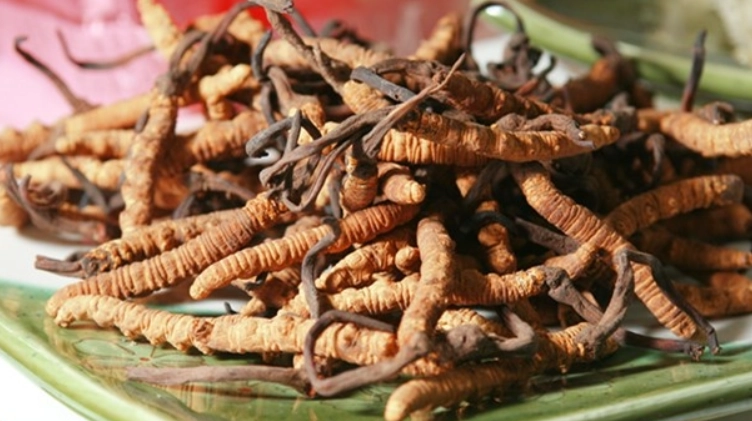 小朋友吃冬蟲夏草安全