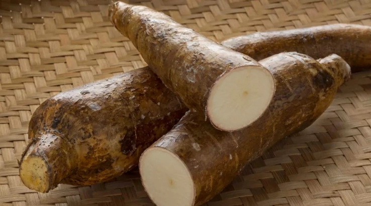 木薯食用禁忌