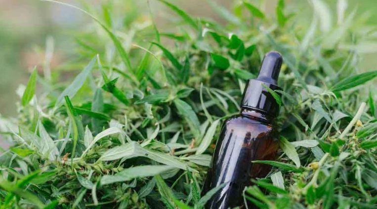 尤加利精油禁忌