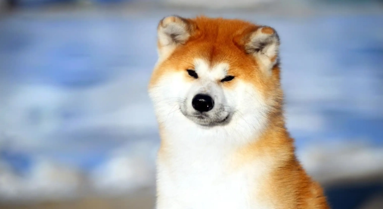 秋田犬顏色遺傳