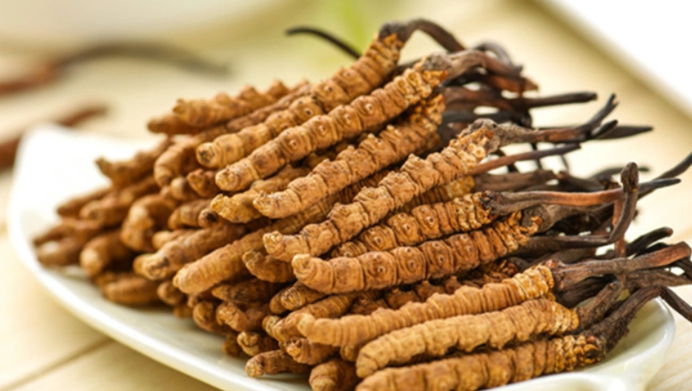 冬蟲夏草小朋友劑量