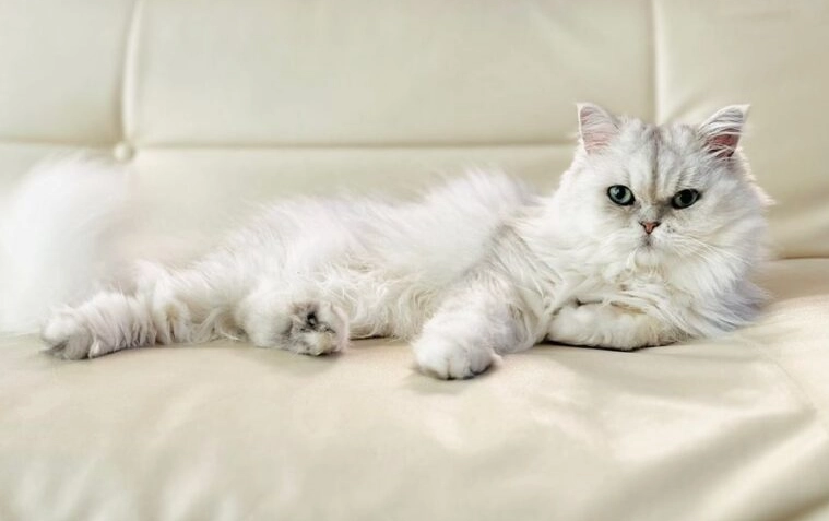 波斯猫起源国家