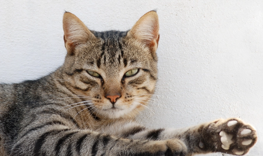 離胺酸貓咪健康