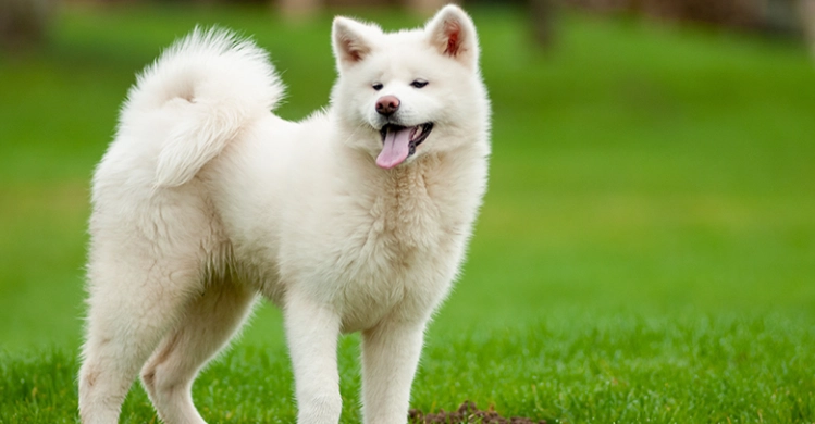 白色秋田犬特徵