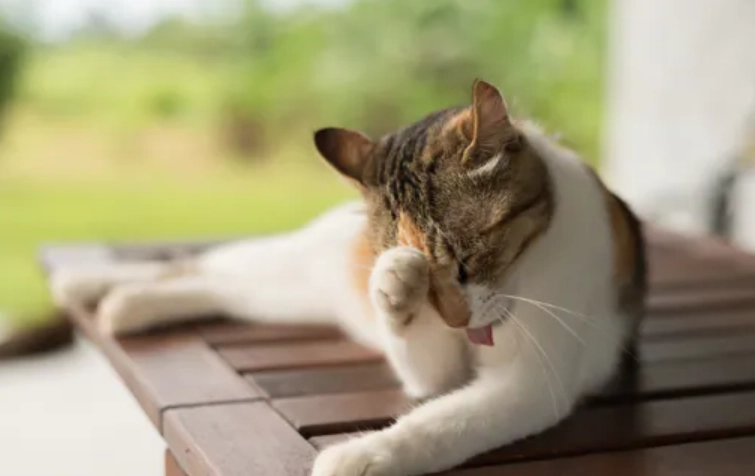 貓離胺酸副作用