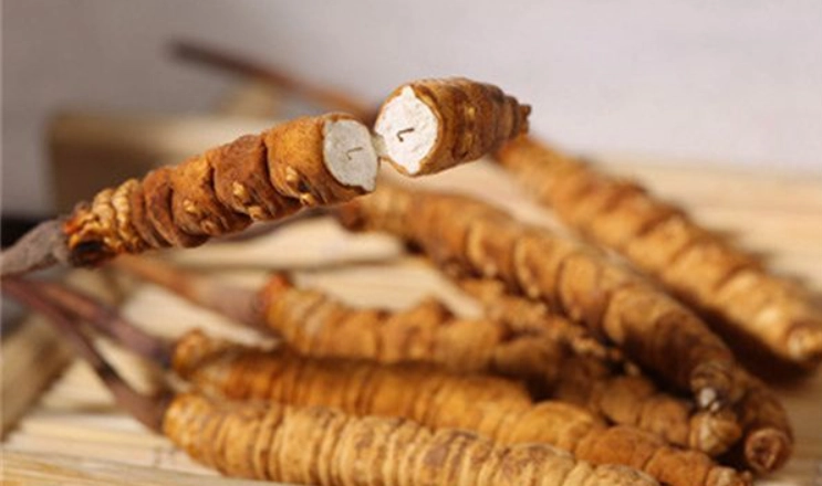 冬蟲夏草兒童食用