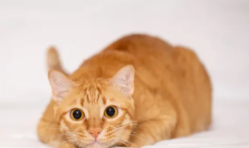 貓咪離胺酸補充