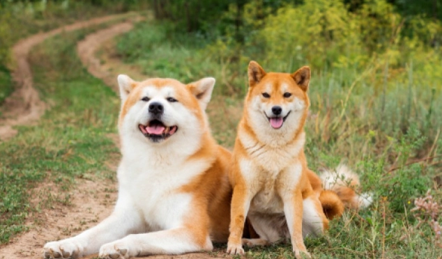 秋田犬毛色種類