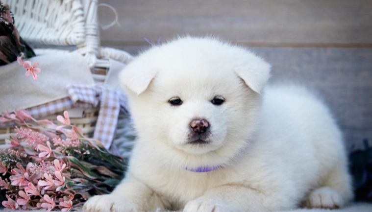 秋田犬飼養方法