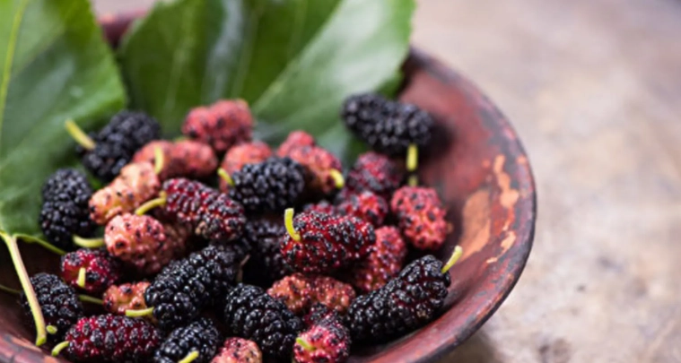 桑椹一天吃多少