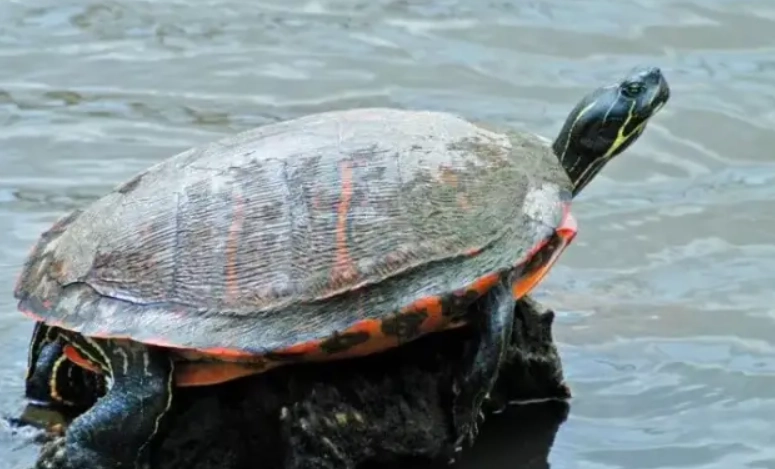 烏龜養殖水位管理